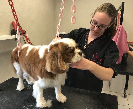 Charlotte - Toutou Chic